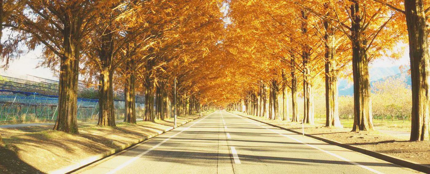 บริเวณโดยรอบ (ฤดูใบไม้ร่วง)