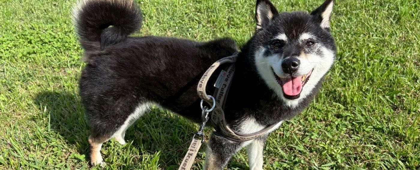 ภาพสัตว์เลี้ยง