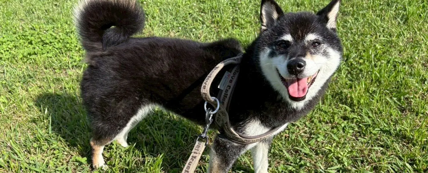 ภาพสัตว์เลี้ยง