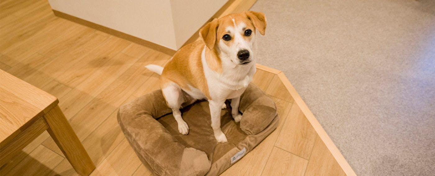 Gambar hewan peliharaan