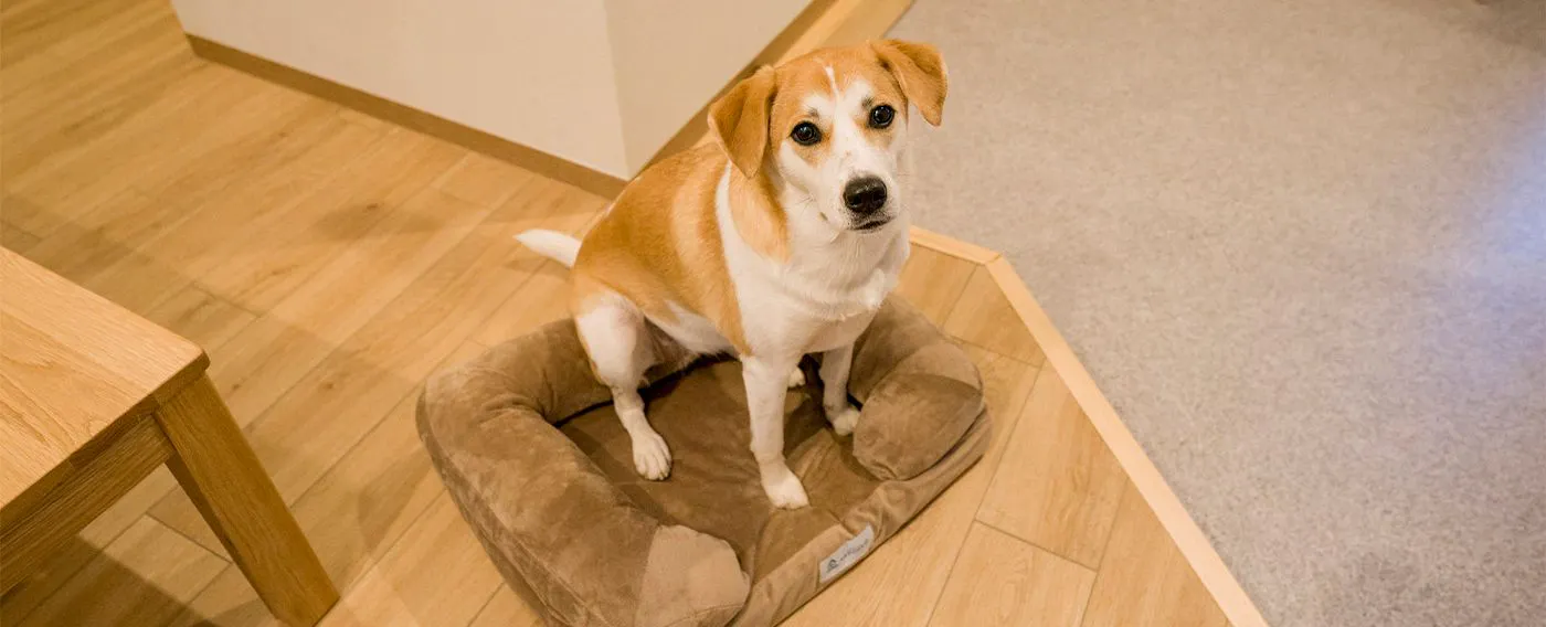 Gambar hewan peliharaan