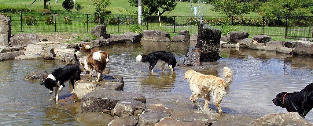 ภาพการเข้าพักพร้อมสัตว์เลี้ยง