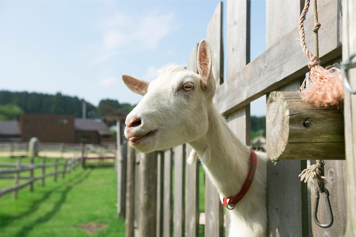 ภาพตัวอย่างโปรแกรมกิจกรรม: แพะ