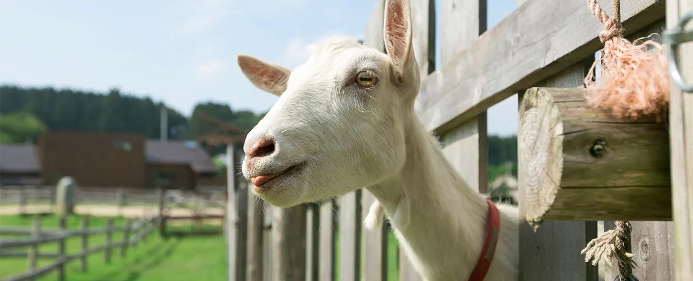 ภาพตัวอย่างโปรแกรมกิจกรรม: แพะ