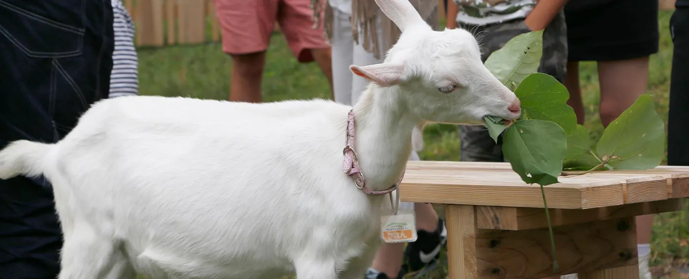 สัมผัสประสบการณ์ใกล้ชิดกับแพะ