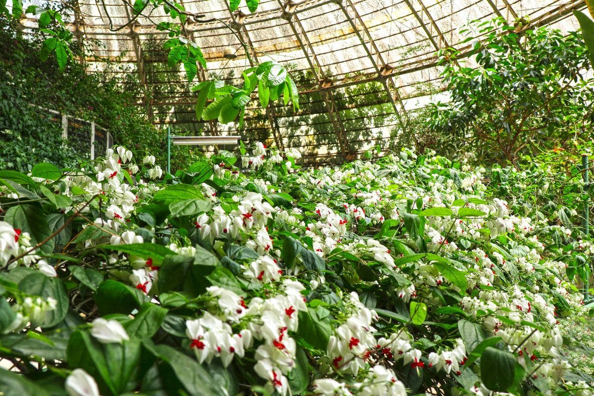 爬虫類やお花の温室などに