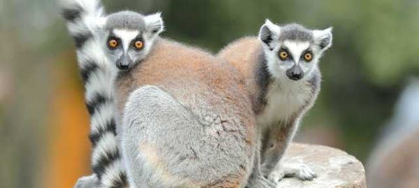 ディズニー画像のすべて ベストゆ から 始まる 動物 ディズニー画像のすべて ベストゆ から 始まる 動物