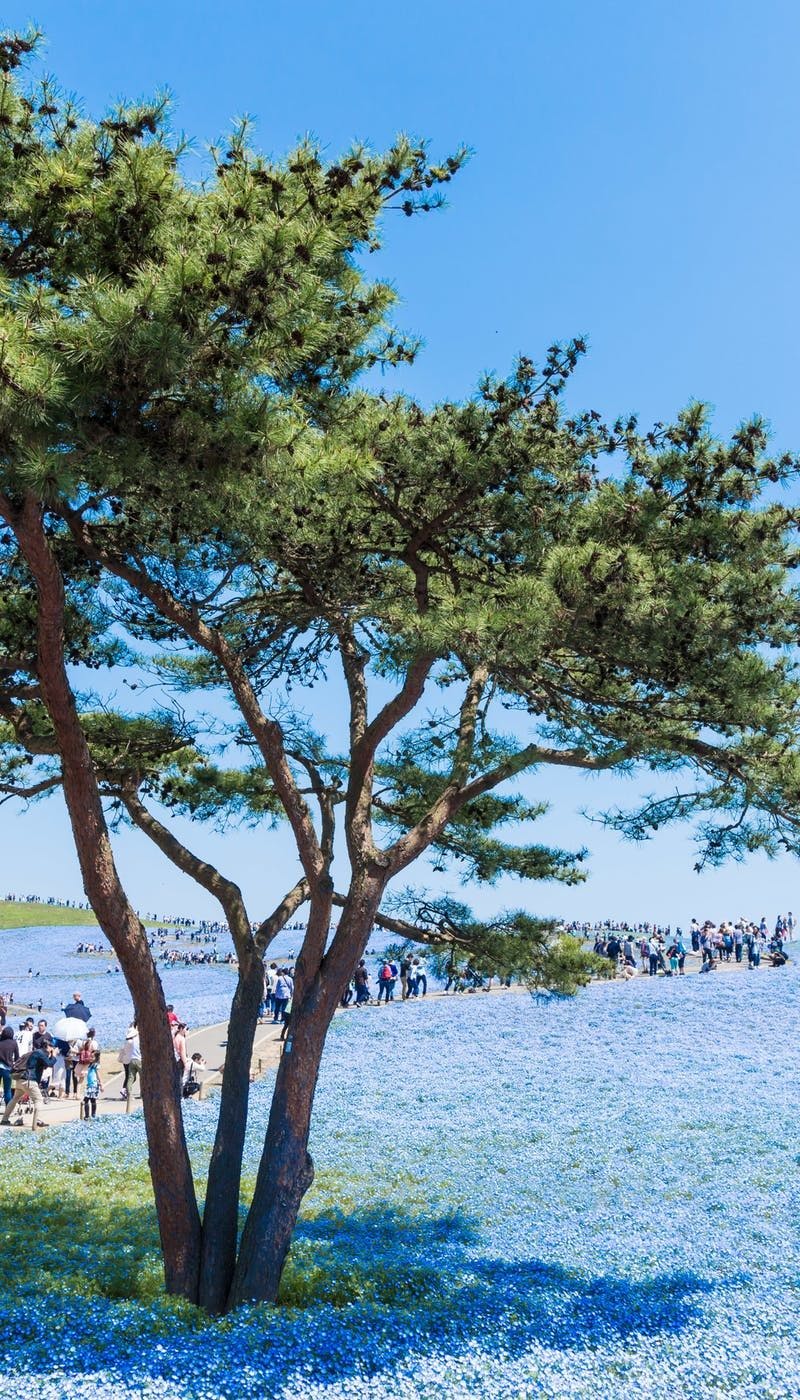 21年 茨城観光で行きたい名所 茨城旅行おすすめ人気スポット28選 一休 Com 21年 茨城観光で行きたい名所 茨城旅行おすすめ人気スポット28選 一休 Com