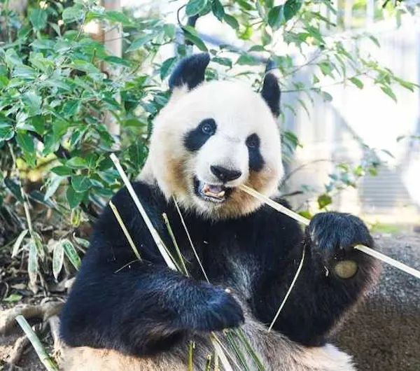 上野動物園 東京 上野 人気スポット 一休 Com 上野動物園 東京 上野 人気スポット 一休 Com