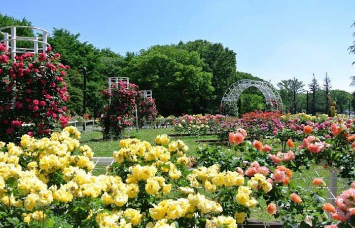 代々木公園 東京 原宿 人気スポット 一休 Com 代々木公園 東京 原宿 人気スポット 一休 Com