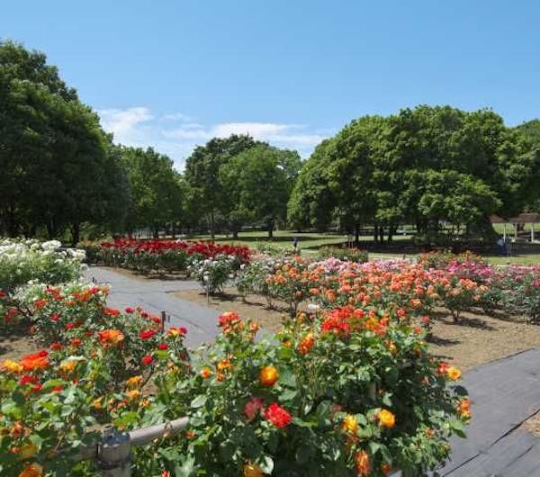 砧公園 東京 二子玉川 人気スポット 一休 Com 砧公園 東京 二子玉川 人気スポット 一休 Com