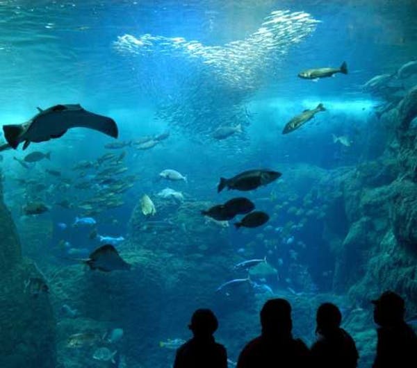 新江ノ島水族館 神奈川 湘南 人気スポット 一休 Com 新江ノ島水族館 神奈川 湘南 人気スポット 一休 Com