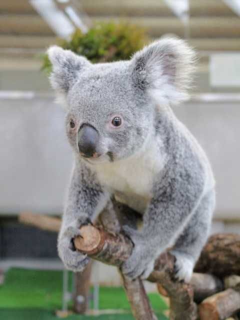 横浜市立金沢動物園 神奈川 横浜 人気スポット 一休 Com 横浜市立金沢動物園 神奈川 横浜 人気スポット 一休 Com