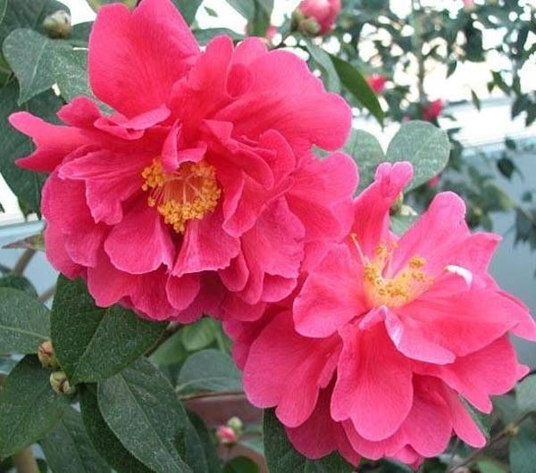 富山県中央植物園 富山 富山市 人気スポット 一休 Com 富山県中央植物園 富山 富山市 人気スポット 一休 Com