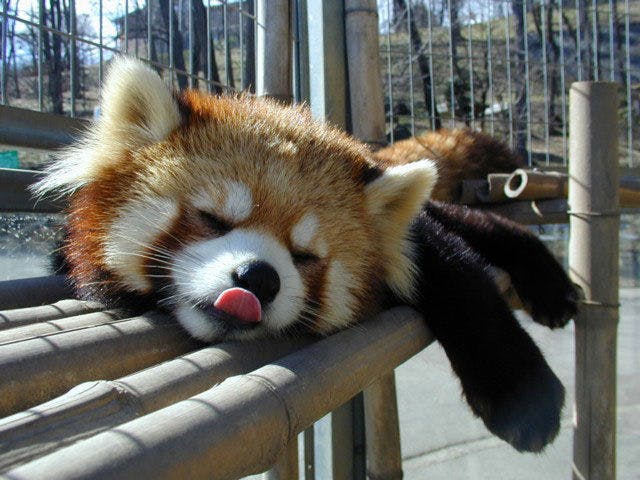 茶臼山動物園 長野 長野市 人気スポット 一休 Com