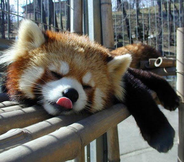 茶臼山動物園 長野 長野市 人気スポット 一休 Com 茶臼山動物園 長野 長野市 人気スポット 一休 Com