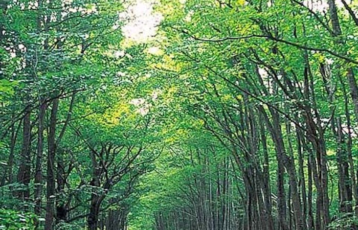 21年 青森市観光で行きたい名所 青森市旅行おすすめ人気スポット14選 一休 Com 21年 青森市観光で行きたい名所 青森市旅行おすすめ人気スポット14選 一休 Com