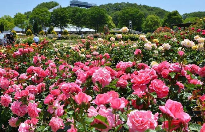 花フェスタ記念公園 岐阜 恵那 可児 加茂 人気スポット 一休 Com 花フェスタ記念公園 岐阜 恵那 可児 加茂 人気スポット 一休 Com