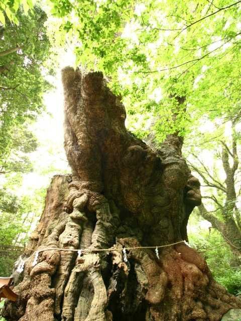來宮神社 静岡 熱海 人気スポット 一休 Com