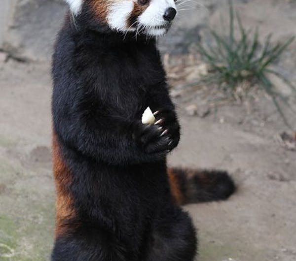 浜松市動物園 静岡 浜松 人気スポット 一休 Com 浜松市動物園 静岡 浜松 人気スポット 一休 Com