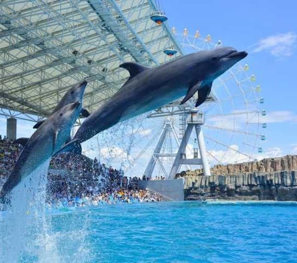 名古屋港水族館 愛知 名古屋 人気スポット 一休 Com