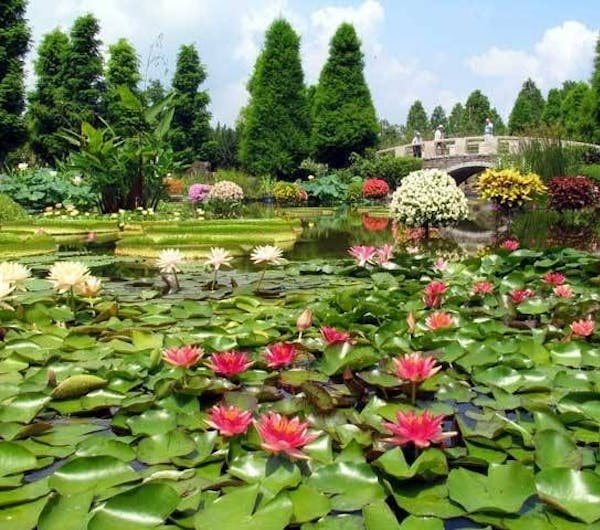 水生植物公園みずの森 滋賀 草津 守山 人気スポット 一休 Com 水生植物公園みずの森 滋賀 草津 守山 人気スポット 一休 Com