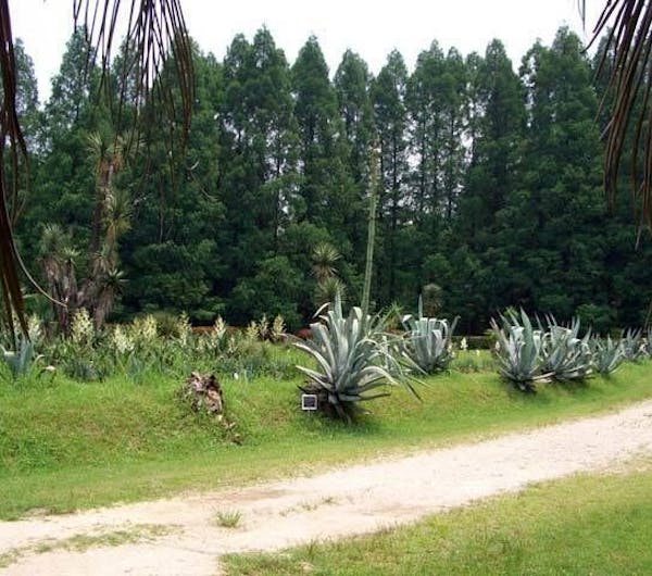 大阪市立大学理学部附属植物園 大阪 枚方 人気スポット 一休 Com 大阪市立大学理学部附属植物園 大阪 枚方 人気スポット 一休 Com