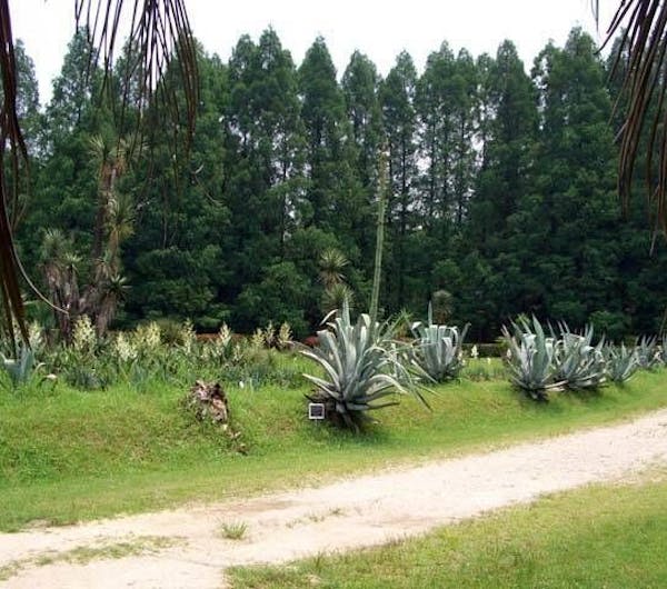 大阪市立大学理学部附属植物園 大阪 枚方 人気スポット 一休 Com