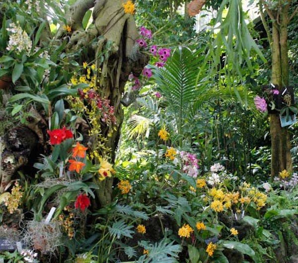 咲くやこの花館 大阪 寝屋川 守口 門真 東大阪 人気スポット 一休 Com