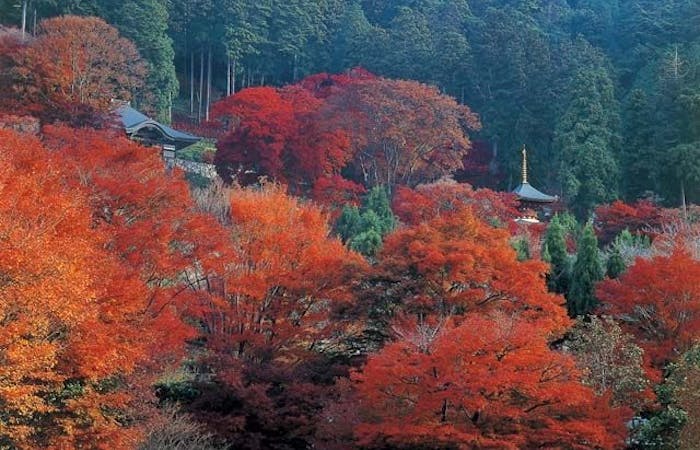 21年 茨木 高槻 箕面 伊丹空港観光で行きたい名所 茨木 高槻 箕面 伊丹空港旅行おすすめ人気スポット30選 一休 Com 21年 茨木 高槻 箕面 伊丹空港観光で行きたい名所 茨木 高槻 箕面 伊丹空港旅行おすすめ人気スポット30選 一休 Com