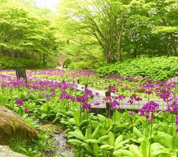 六甲高山植物園 兵庫 六甲山 人気スポット 一休 Com 六甲高山植物園 兵庫 六甲山 人気スポット 一休 Com