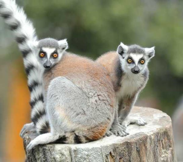 神戸どうぶつ王国 兵庫 ポートアイランド 人気スポット 一休 Com 神戸どうぶつ王国 兵庫 ポートアイランド 人気スポット 一休 Com