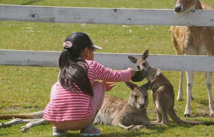 赤穂海浜公園 動物ふれあい村 兵庫 赤穂 人気スポット 一休 Com 赤穂海浜公園 動物ふれあい村 兵庫 赤穂 人気スポット 一休 Com
