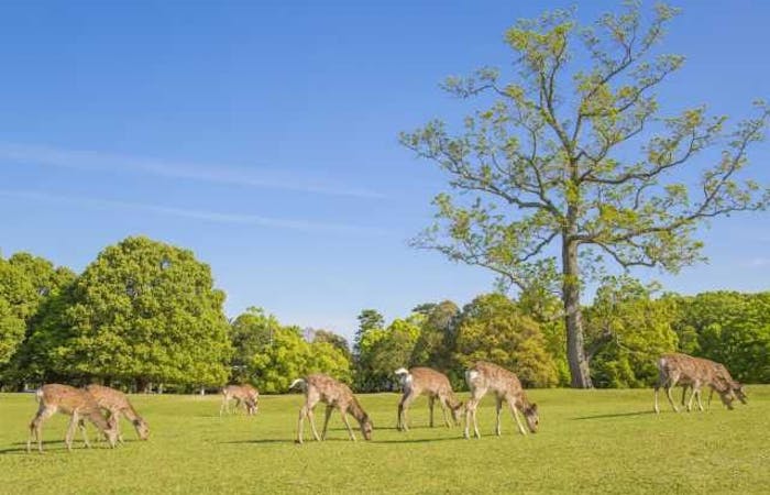 22年 奈良市観光で行きたい名所 奈良市旅行おすすめ人気スポット30選 一休 Com 22年 奈良市観光で行きたい名所 奈良市旅行おすすめ人気スポット30選 一休 Com
