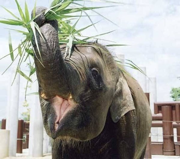 福山市立動物園 広島 福山 人気スポット 一休 Com 福山市立動物園 広島 福山 人気スポット 一休 Com