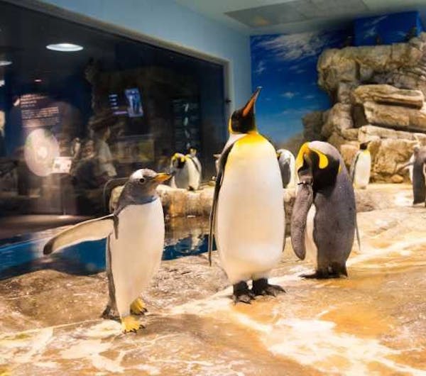 下関市立しものせき水族館 海響館 山口 下関 人気スポット 一休 Com 下関市立しものせき水族館 海響館 山口 下関 人気スポット 一休 Com