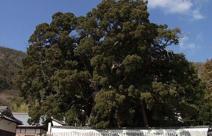 宝生院のシンパク 香川 小豆島 人気スポット 一休 Com