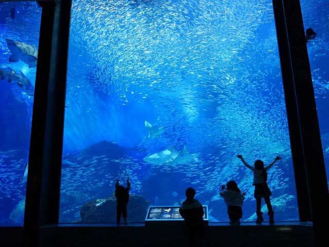 マリンワールド海の中道　割引券