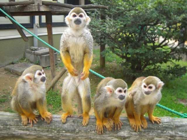 大牟田市動物園 福岡 柳川 八女 筑後 人気スポット 一休 Com 大牟田市動物園 福岡 柳川 八女 筑後 人気スポット 一休 Com