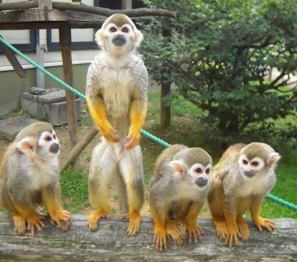 大牟田市動物園 福岡 柳川 八女 筑後 人気スポット 一休 Com 大牟田市動物園 福岡 柳川 八女 筑後 人気スポット 一休 Com