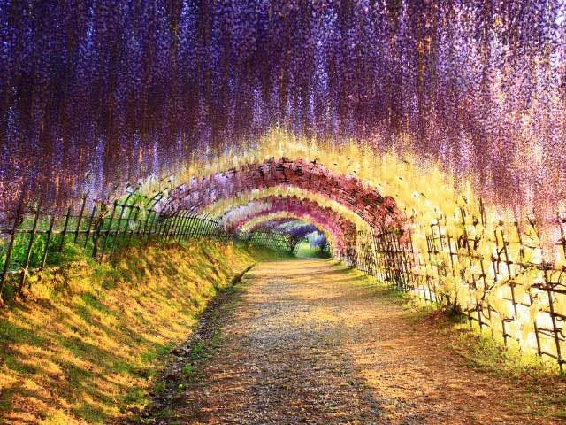 河内藤園 福岡 八幡東 人気スポット 一休 Com