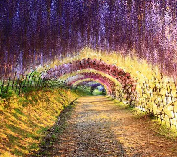 河内藤園 福岡 八幡東 人気スポット 一休 Com 河内藤園 福岡 八幡東 人気スポット 一休 Com