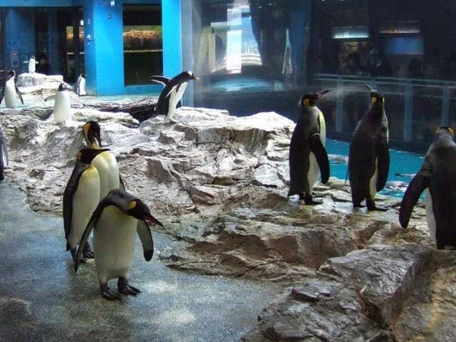 長崎ペンギン水族館 長崎 長崎市 人気スポット 一休 Com 長崎ペンギン水族館 長崎 長崎市 人気スポット 一休 Com