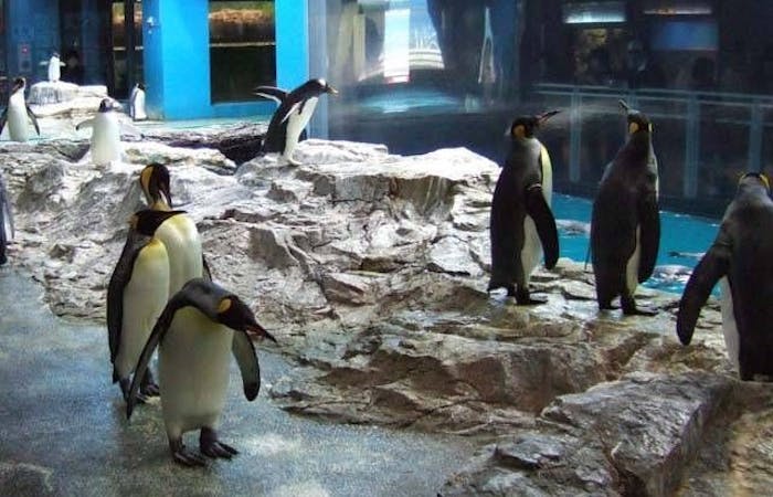 長崎ペンギン水族館 長崎 長崎市 人気スポット 一休 Com 長崎ペンギン水族館 長崎 長崎市 人気スポット 一休 Com