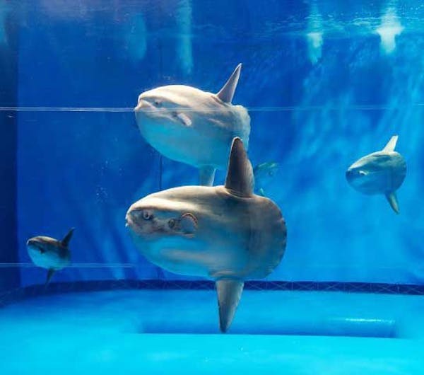 アクアワールド茨城県大洗水族館 茨城 大洗 ひたちなか 人気スポット 一休 Com アクアワールド茨城県大洗水族館 茨城 大洗 ひたちなか 人気スポット 一休 Com