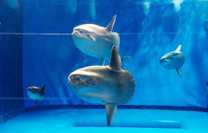 21年 大洗 ひたちなか観光で行きたい名所 大洗 ひたちなか旅行おすすめ人気スポット18選 一休 Com 21年 大洗 ひたちなか観光で行きたい名所 大洗 ひたちなか旅行おすすめ人気スポット18選 一休 Com