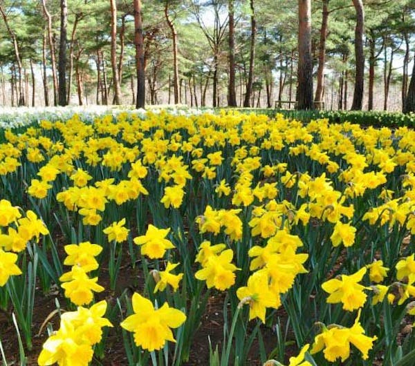 国営ひたち海浜公園 茨城 大洗 ひたちなか 人気スポット 一休 Com 国営ひたち海浜公園 茨城 大洗 ひたちなか 人気スポット 一休 Com