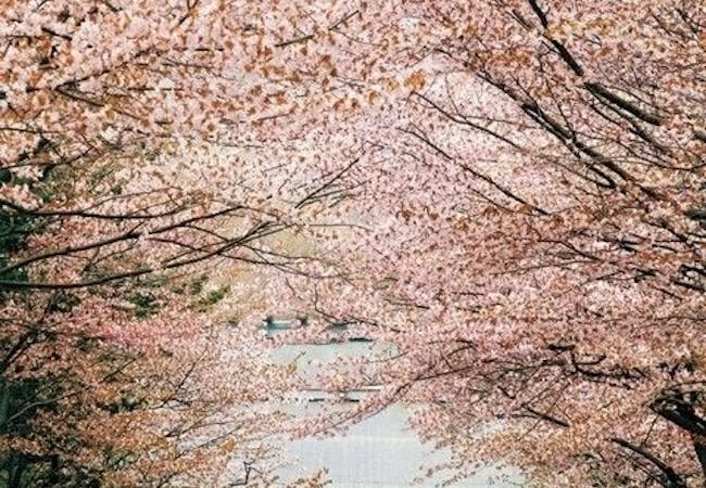 年 北海道お花見で行きたい桜名所 北海道お花見におすすめ人気スポット17選 一休 Comレストラン