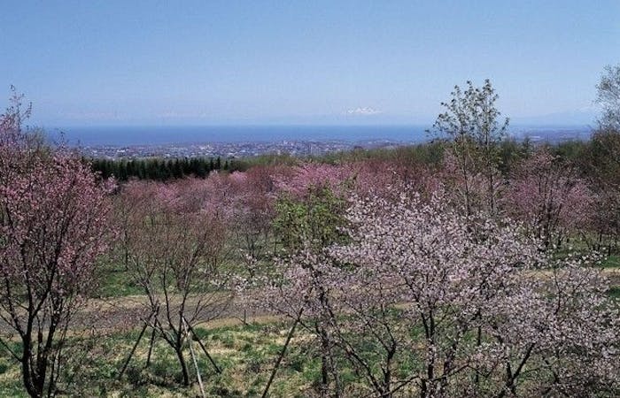 網走 知床斜里 北見 紋別お花見 網走 知床斜里 北見 紋別 情緒あふれる桜景色を満喫 お花見おすすめ人気スポット1選 一休 Comレストラン