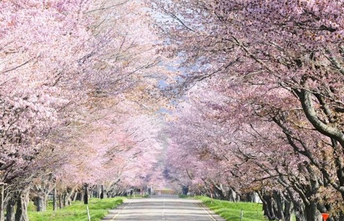 日高 えりもお花見 日高 えりも 情緒あふれる桜景色を満喫 お花見おすすめ人気スポット3選 一休 Comレストラン
